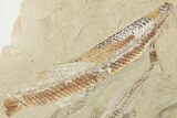 Cretaceous Predatory Fish (Eurypholis) - Fish In Stomach! #201374-2